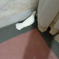 سفید سوسک هر دو کاکولی|پرنده|خوسف, |دیوار