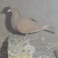 کبوتر