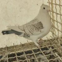 کفتر بلژیکی وشازده زرد زیبا