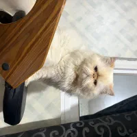 گربه پرشین|گربه|رشت, کوی عرفان|دیوار