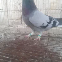 سبز دم