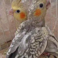 عروس هلندی
