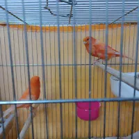 یک جفت قناری رد فاکتور