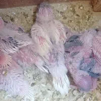 جفت مرغ عشق خوش رنگ با پنج تا جوجه