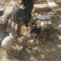 مرغ و خروس گلین اصل|حیوانات مزرعه|مشهد, شهید شهریاری|دیوار