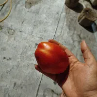 گوجه فرنگی ربی|خوردنی و آشامیدنی|کرج, ملک‌آباد|دیوار