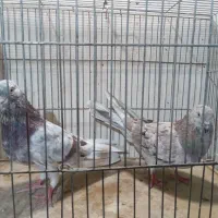 چند طوق کبوتر پرشی