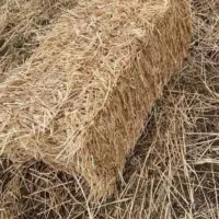 ۳۳۵ عدد پیرس جو
