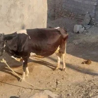 گاو و گوساله هلشتاین