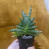 کاکتوس|گل و گیاه طبیعی|مشهد, آیت الله کاشانی|دیوار