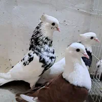 کبوتر