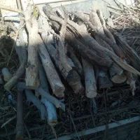 بریدن درخت هرس درخت کندن زمین برش درخت اره موتوری