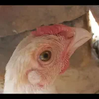 جوجه لاری نوک کوتاه معاوضه با کفتر