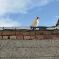 شهرستان پارس آباد