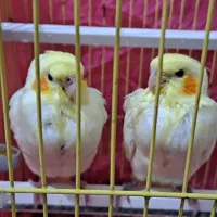 عروس هلندی|پرنده|دهلران, |دیوار