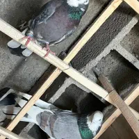 پرشی ، سالم|پرنده|پیر بکران, |دیوار