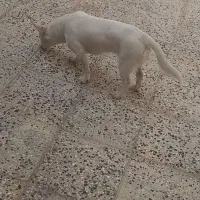 سگ اشپیتیز روباهی باهوش زرنگ حرف گوش کن|سگ|شیراز, احمدآباد|دیوار