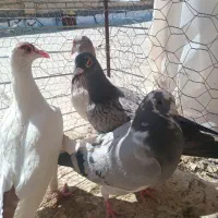 المانی