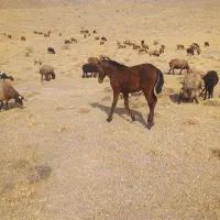 کوره اسب مادیان