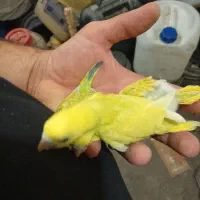 ۳عدد جوجه مرغ عشق سرلاکی