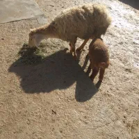 میش بره دار|حیوانات مزرعه|گرمخان, |دیوار