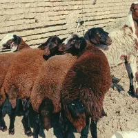 بره ماده