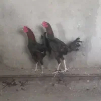 مرغ و خروس|حیوانات مزرعه|نمین, |دیوار