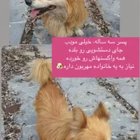 واگذاری سگ خانگی سه‌ساله مودب