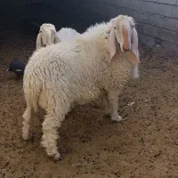 قوچ مری اصل