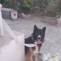 سگ ژرمن