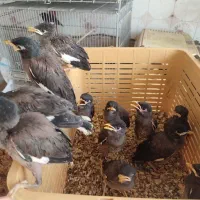 جوجه‌ زیبای مرغ مینا و برزیلی، راهب، خورشیدی،گرینچ