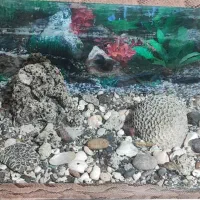 آکواریوم با لوازم|ماهی|خرم‌آباد, |دیوار