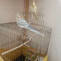 عروس هلندی دستی|پرنده|اسلام‌شهر, شهرک مهدیه|دیوار