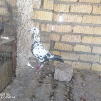 ماده دم سیاه سینه تخت جوان