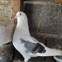 کبوتر پرشی|پرنده|گرگان, |دیوار