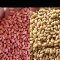 انواع گندم بذری بصورت عمده