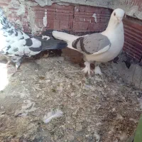 فروش کبوتر در نمین