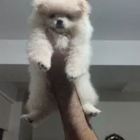 دوعدد پامر ماده|سگ|باغستان, |دیوار