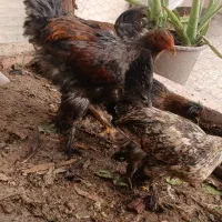 ۴عددواروک بهرما