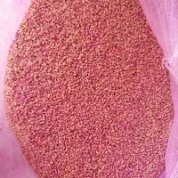 گندم بذردرجه یک اصلاح شده|گل و گیاه طبیعی|مریوان, |دیوار