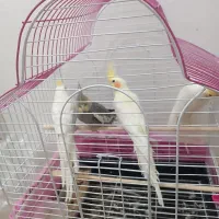 عروس هلندی بالغ|پرنده|علیآباد کتول, |دیوار