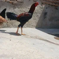 خروس لاری مرغ لاری