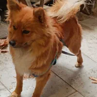 سگ پامر خونگی