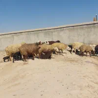 فروش ۱۳ راس میش داشتی بره دار در فیروزاباد|حیوانات مزرعه|فیروزآباد (فارس), |دیوار