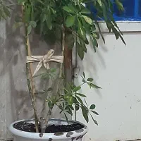 گل اپارتمانی|گل و گیاه طبیعی|قشم, |دیوار