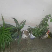 گل کاملا طبیعی