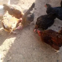 هفت عدد مرغ ویک خروس محلی