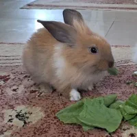 خرگوش|موش و خرگوش|تهران, گلستان (شهرک راه آهن)|دیوار