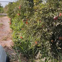 باغچه|فروش دفتر صنعتی، کشاورزی، تجاری|اهواز, کوی ملی راه|دیوار