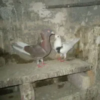 کفتر فروشی